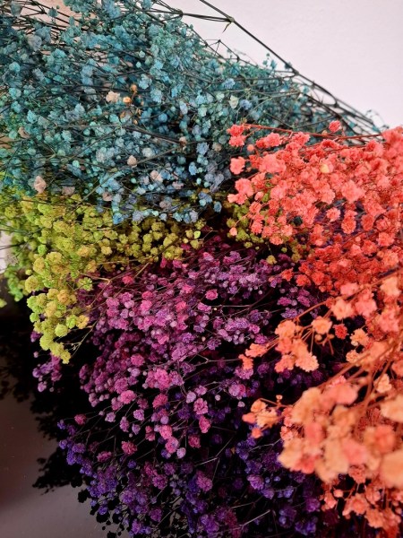 gypsophila vsetky farby 2